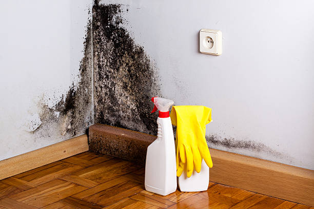 Professional Mold Inspection, Removal & Remediation in Spring Hill, FL